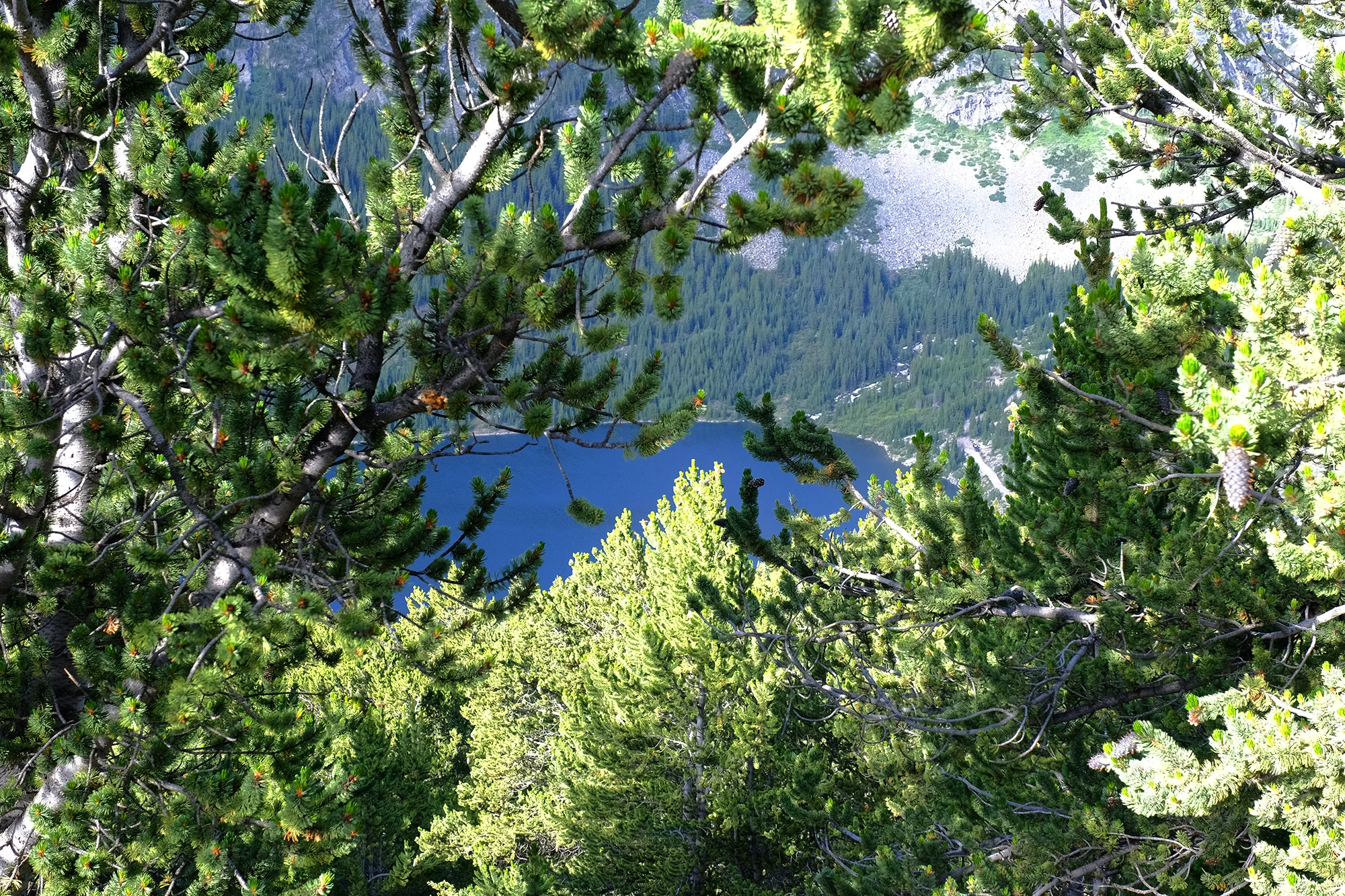 Wildflower hike in Breckenridge